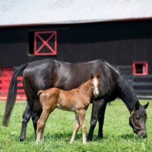 Bourbon Horses History Hermitage Farm